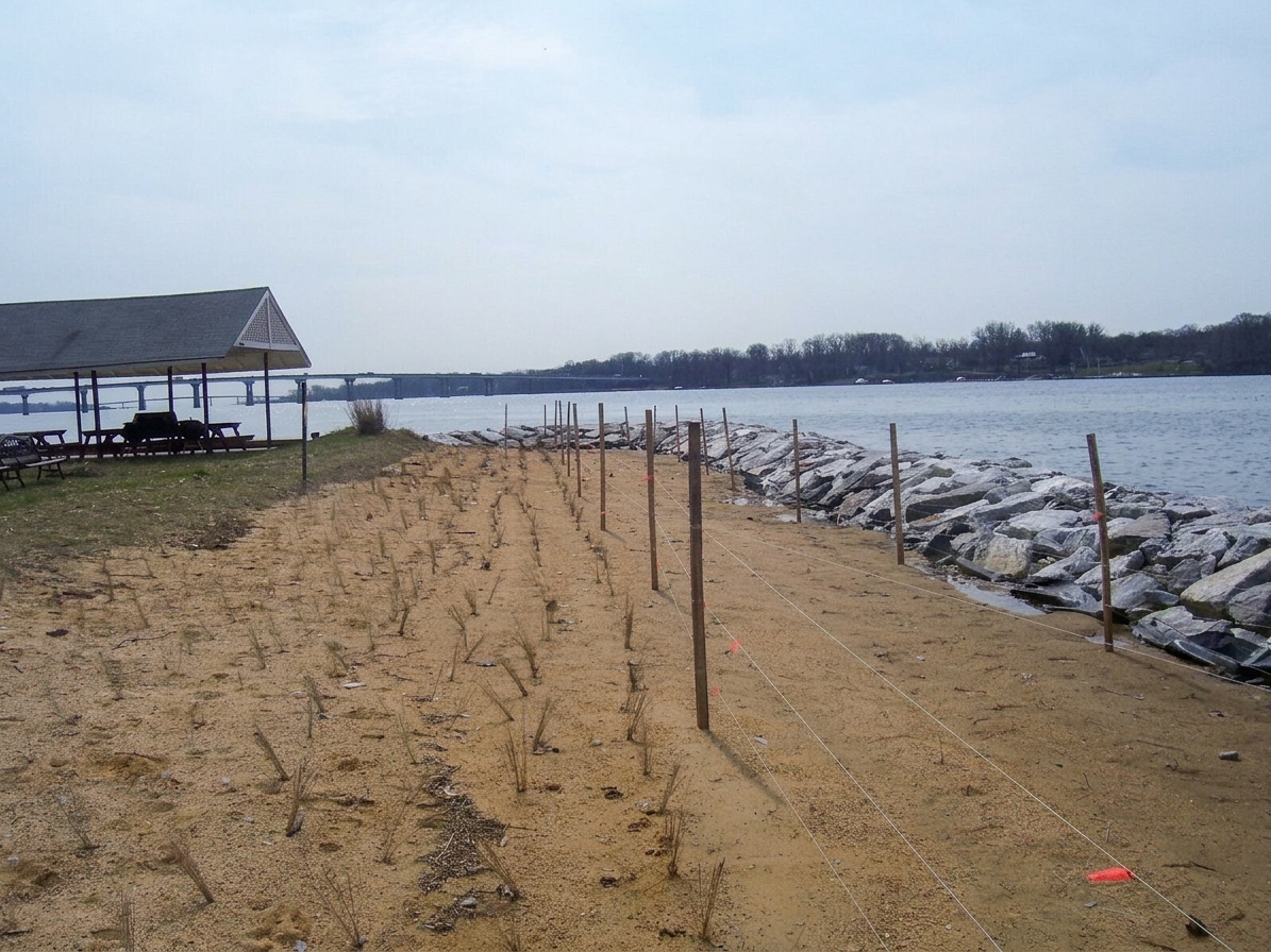 During: Winchester on the Severn — the sand placed, with planting stakes and string lines.